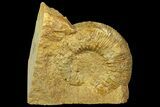 Jurassic Ammonite (Stephanoceras) Fossil - England #171243-3